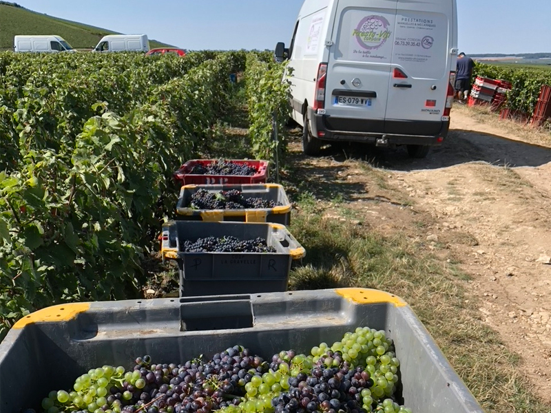 Travaux viticoles entre Epernay et Dormans